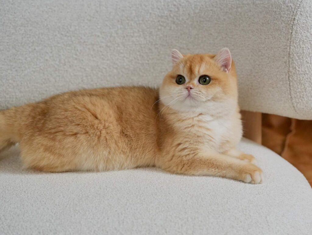 Golden Shaded British Shorthair - Potato - British Shorthair for sale & British Longhair Kittens for sale