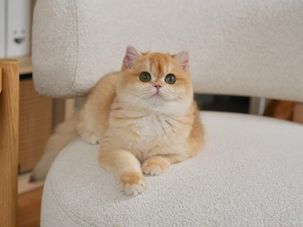 Golden Shaded British Shorthair - Potato - British Shorthair for sale & British Longhair Kittens for sale