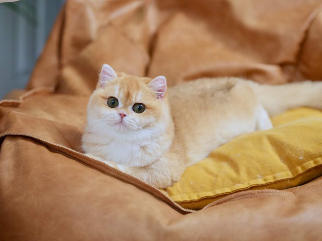Golden Shaded British Shorthair - Potato - British Shorthair for sale & British Longhair Kittens for sale