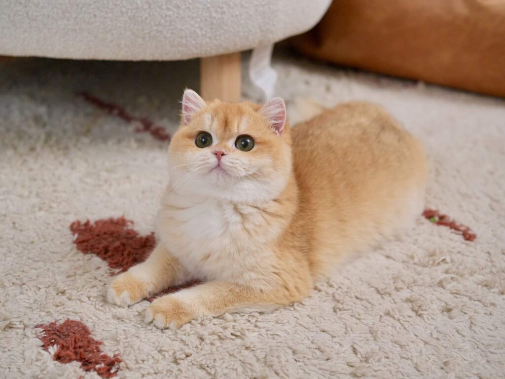 Golden Shaded British Shorthair - Potato - British Shorthair for sale & British Longhair Kittens for sale