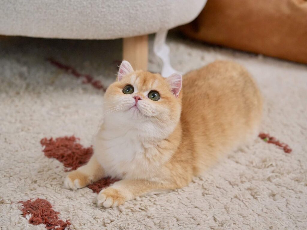 Golden Shaded British Shorthair - Potato - British Shorthair for sale & British Longhair Kittens for sale