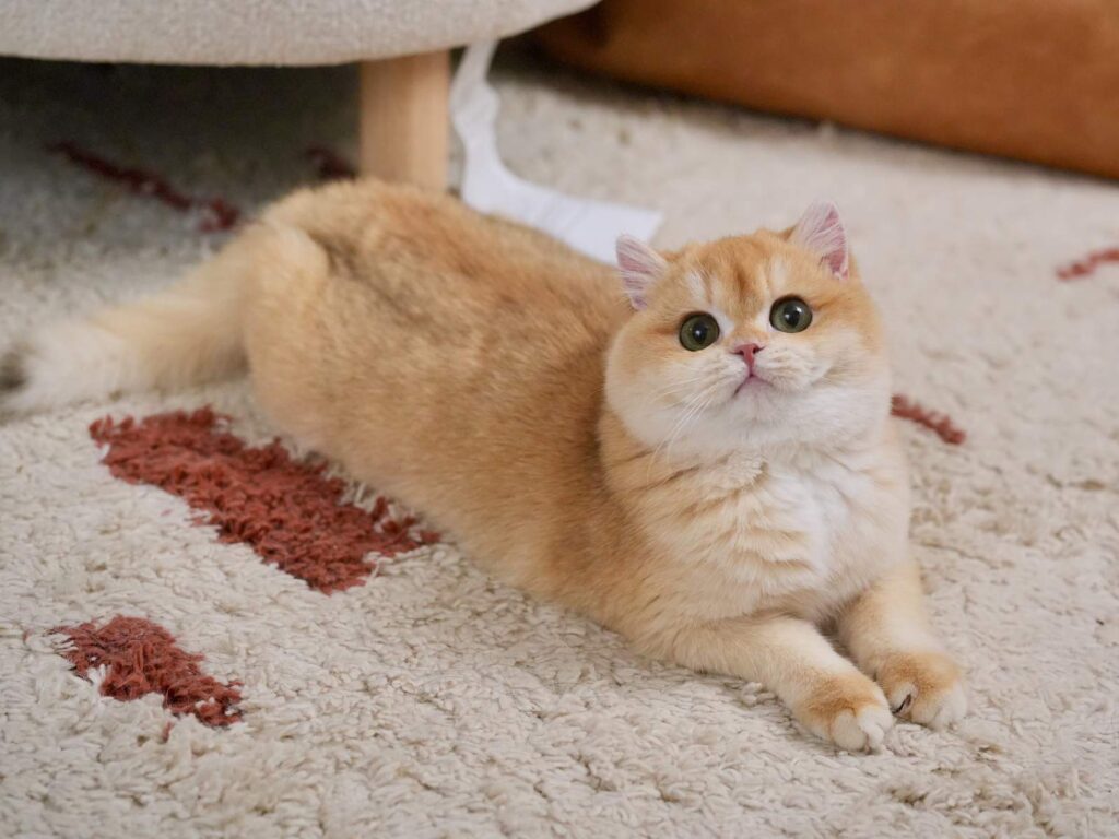 Golden Shaded British Shorthair - Potato - British Shorthair for sale & British Longhair Kittens for sale