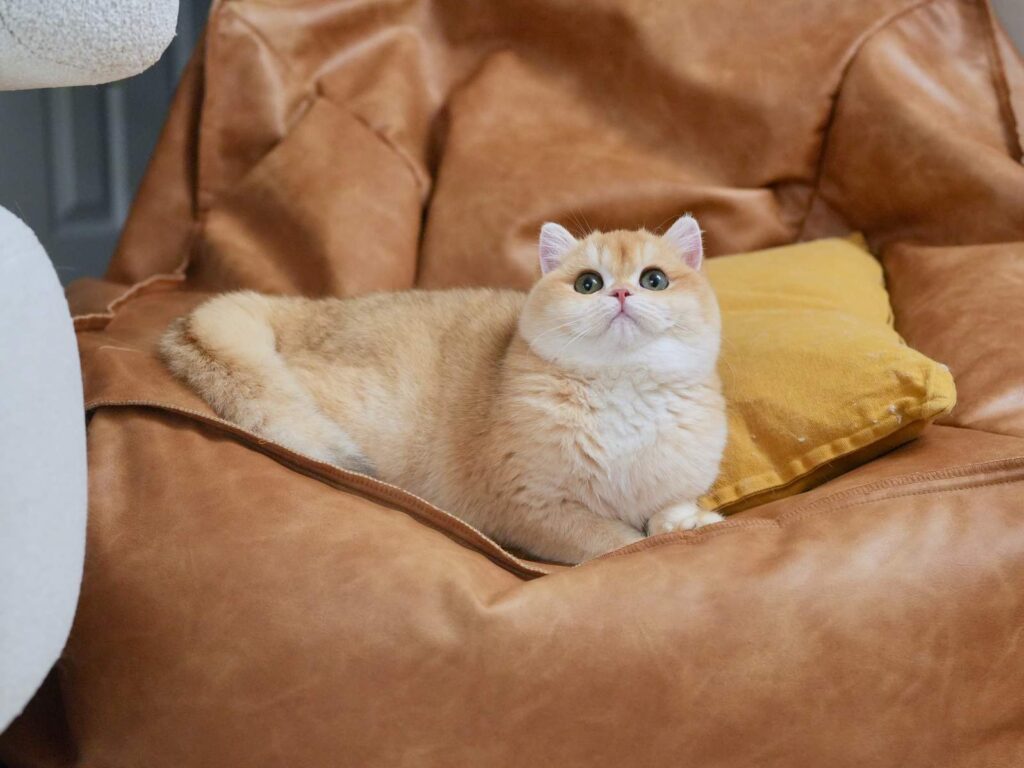 Golden Shaded British Shorthair - Potato - British Shorthair for sale & British Longhair Kittens for sale