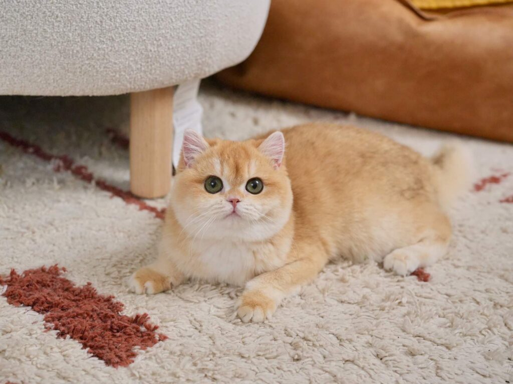 Golden Shaded British Shorthair - Potato - British Shorthair for sale & British Longhair Kittens for sale