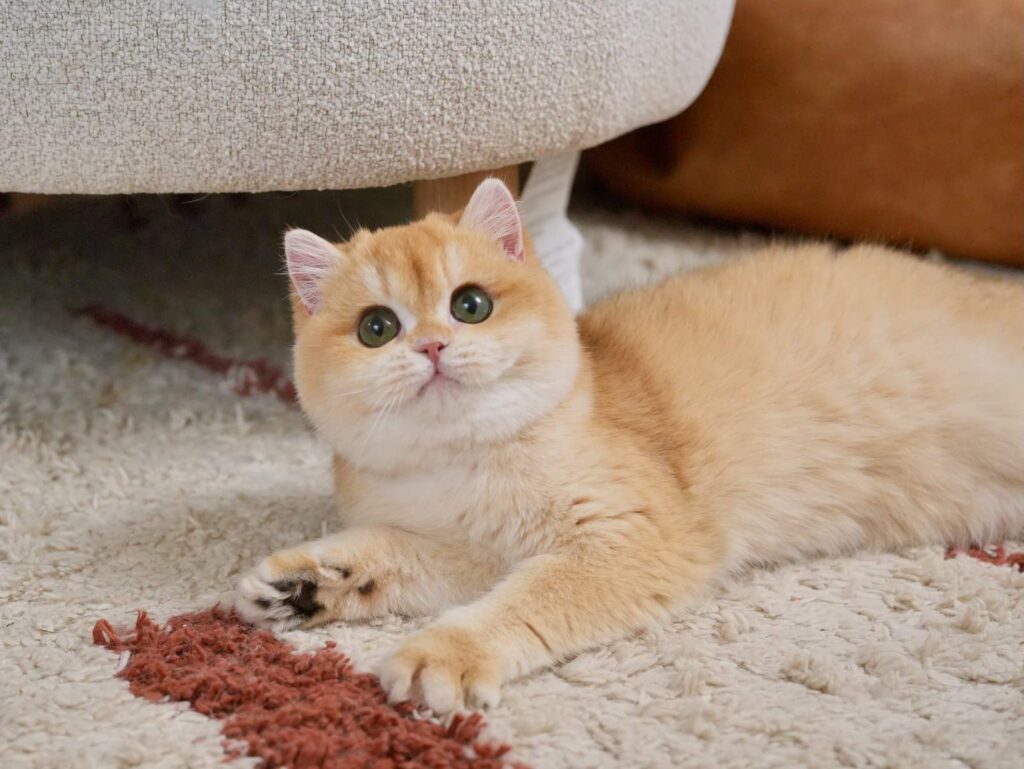 Golden Shaded British Shorthair - Potato - British Shorthair for sale & British Longhair Kittens for sale