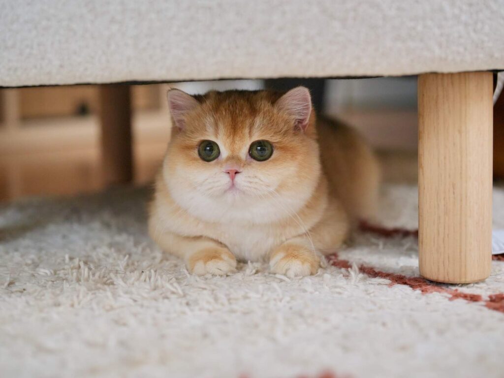 Golden Shaded British Shorthair - Potato - British Shorthair for sale & British Longhair Kittens for sale