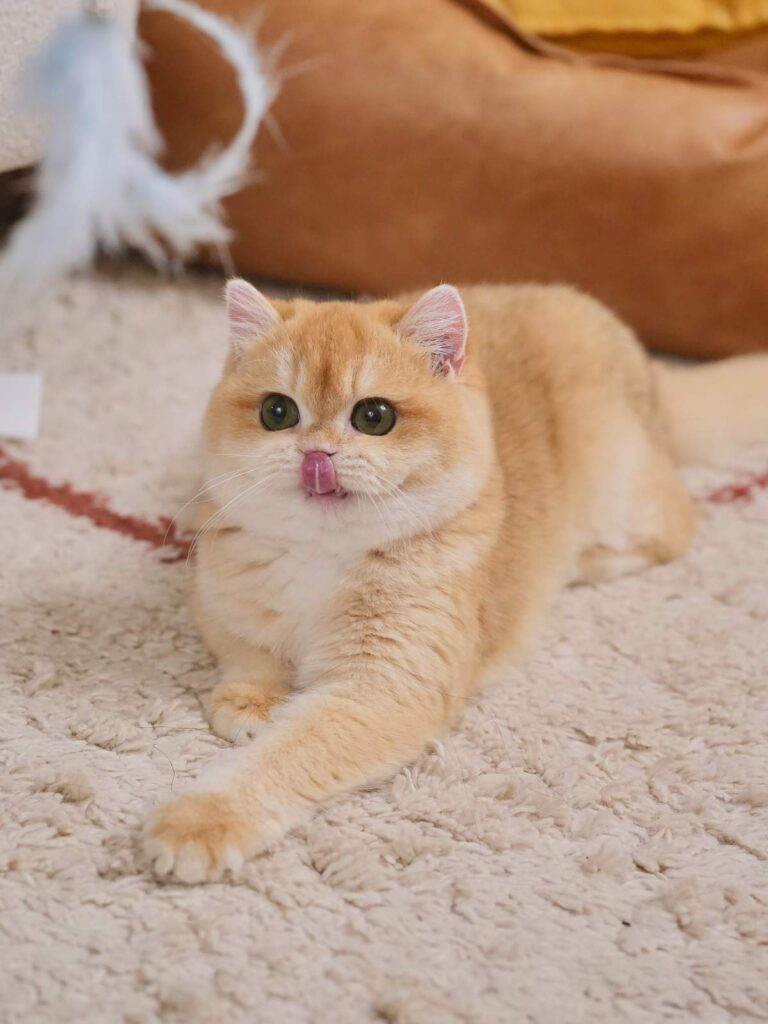 Golden Shaded British Shorthair - Potato - British Shorthair for sale & British Longhair Kittens for sale
