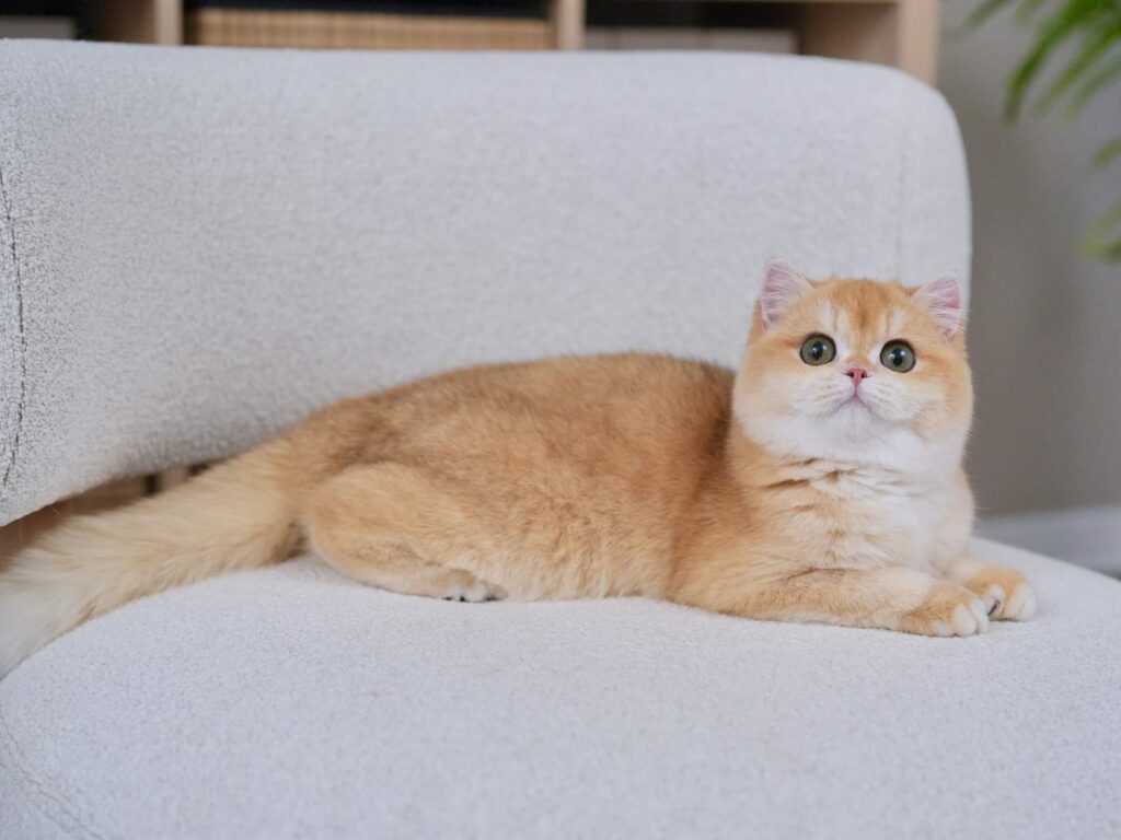 Golden Shaded British Shorthair - Potato - British Shorthair for sale & British Longhair Kittens for sale