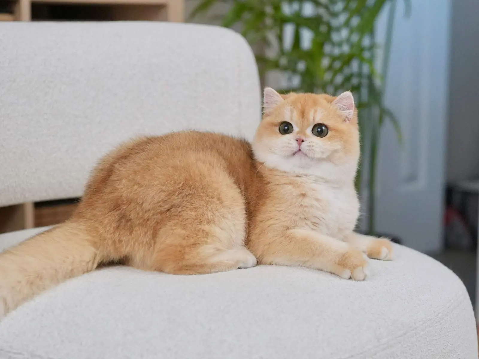 Potato — Golden — British Shorthair