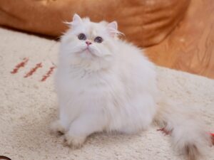 the golden british longhair owen is waiting for the food and toy on the ground