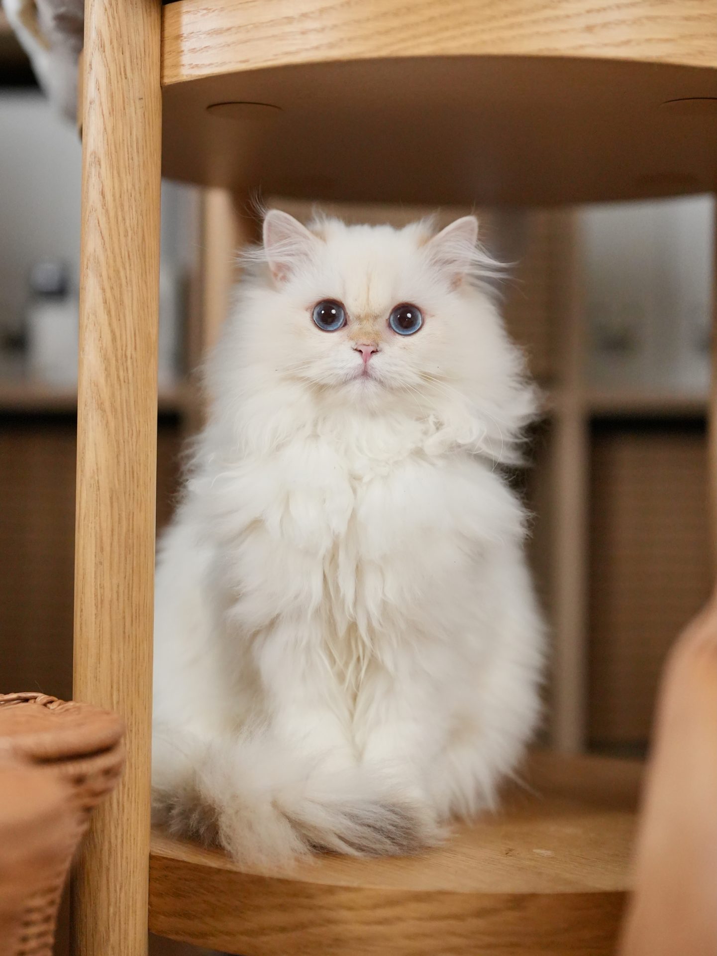 British Shorthair and Longhair Shaded Colors Explained – A Guide for Cat Lovers - British Shorthair for sale & British Longhair Kittens for sale