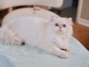 the golden british longhair cat Momonga is lying on a white coach with his fluffy fur