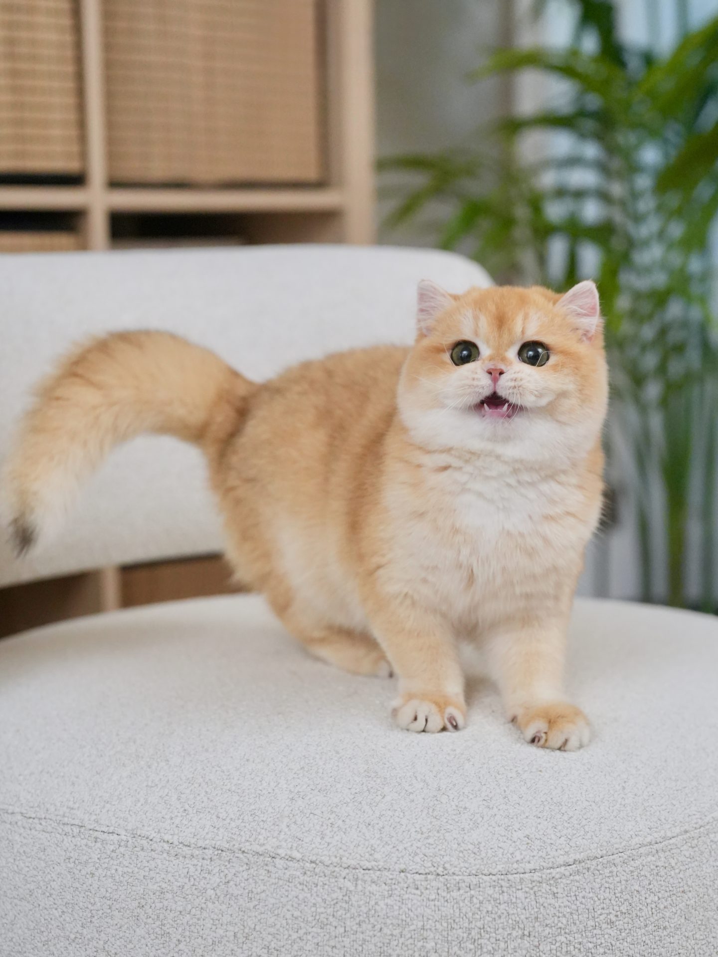British Shorthair and Longhair Shaded Colors Explained – A Guide for Cat Lovers - British Shorthair for sale & British Longhair Kittens for sale