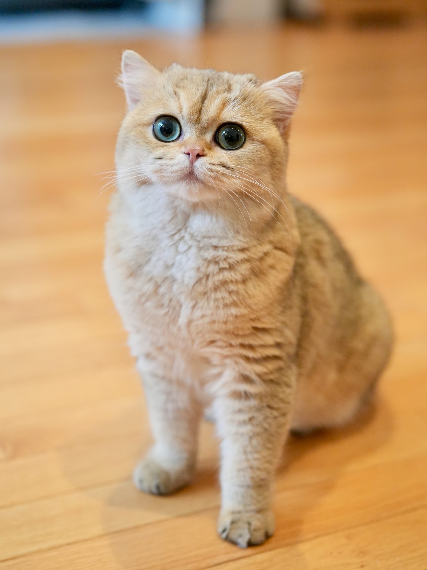 British Shorthair and Longhair Shaded Colors Explained – A Guide for Cat Lovers - British Shorthair for sale & British Longhair Kittens for sale