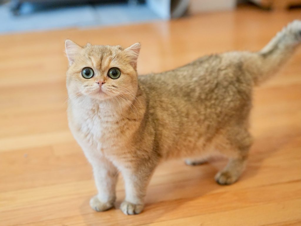 British Shorthair and Longhair Shaded Colors Explained – A Guide for Cat Lovers - British Shorthair for sale & British Longhair Kittens for sale