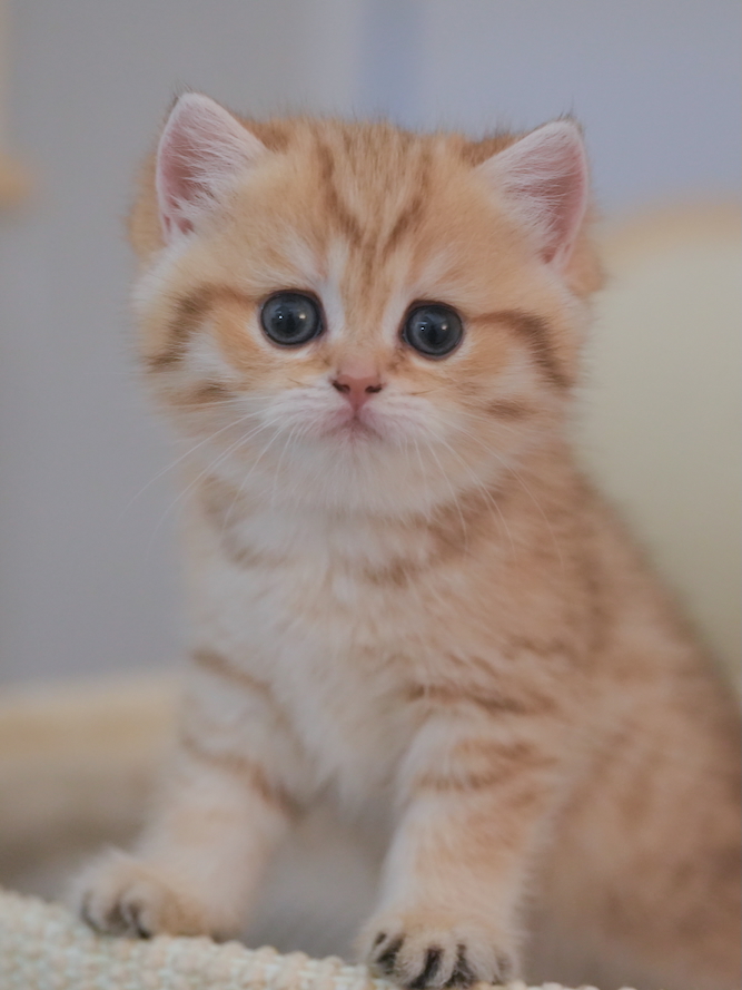 British Shorthair and Longhair Shaded Colors Explained – A Guide for Cat Lovers - British Shorthair for sale & British Longhair Kittens for sale