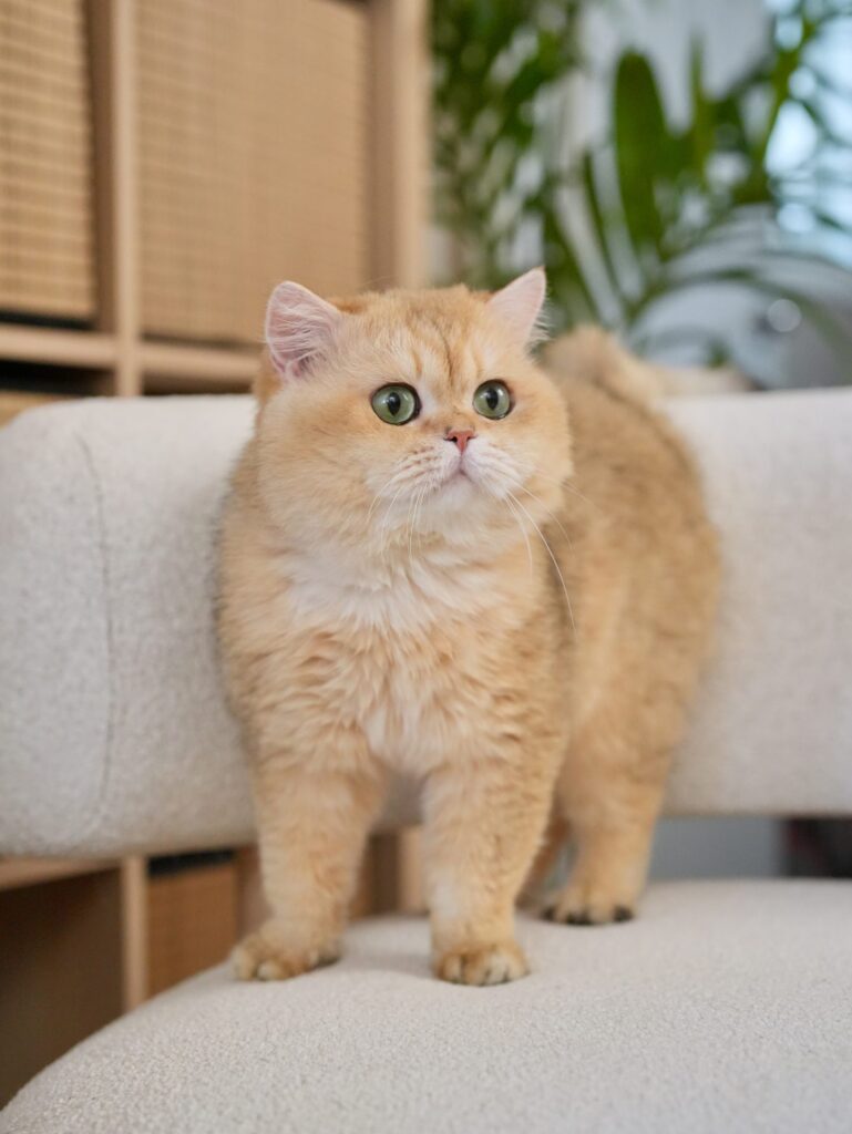 British Longhair and British Shorthair - Kings - British Shorthair for sale & British Longhair Kittens for sale