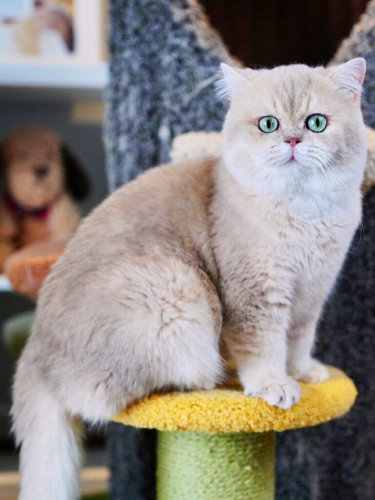 British Longhair and British Shorthair - Kings - British Shorthair for sale & British Longhair Kittens for sale