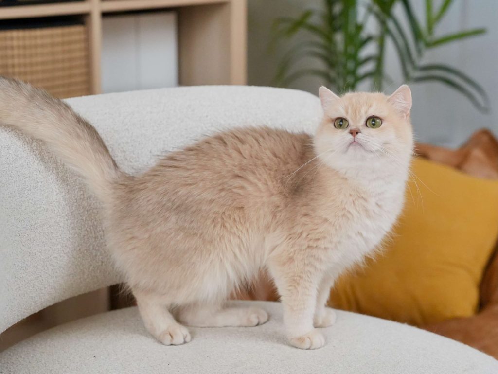 British Shorthair and British Longhair Breeding Plan - Sugar and Carson - British Shorthair for sale & British Longhair Kittens for sale
