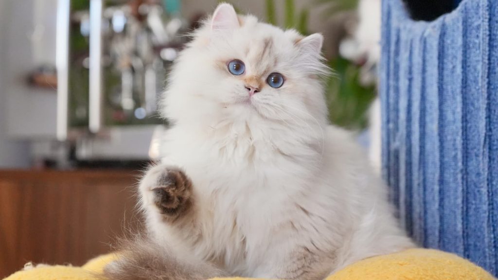 DSC00777 British Longhair Kittens For Sale | TICA Registered | USA Shipping - British Shorthair for sale & British Longhair Kittens for sale