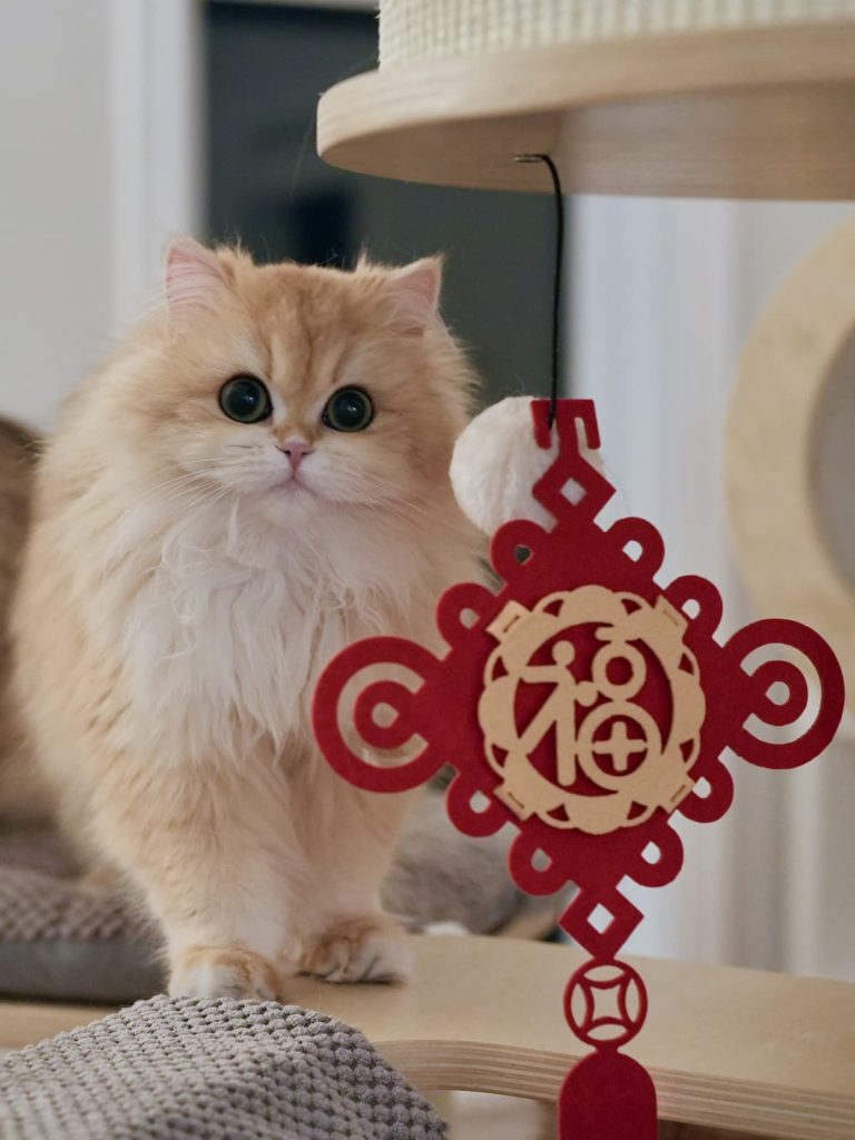 golden shaded british longhair gwen is a needy and naughty girl who enjoys jumping around.