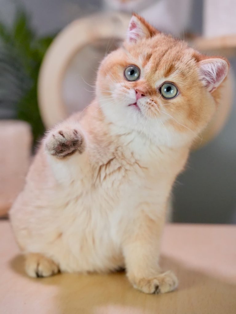 Beautiful British Shorthair and British Longhair Kittens - British Shorthair for sale & British Longhair Kittens for sale