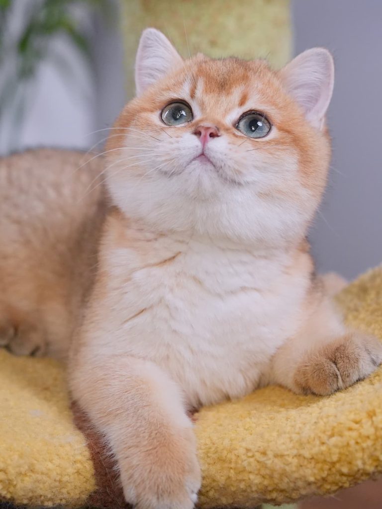 Beautiful British Shorthair and British Longhair Kittens - British Shorthair for sale & British Longhair Kittens for sale
