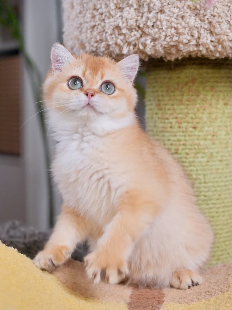 Beautiful British Shorthair and British Longhair Kittens - British Shorthair for sale & British Longhair Kittens for sale