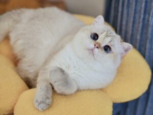 British shorthair kitten for sale
