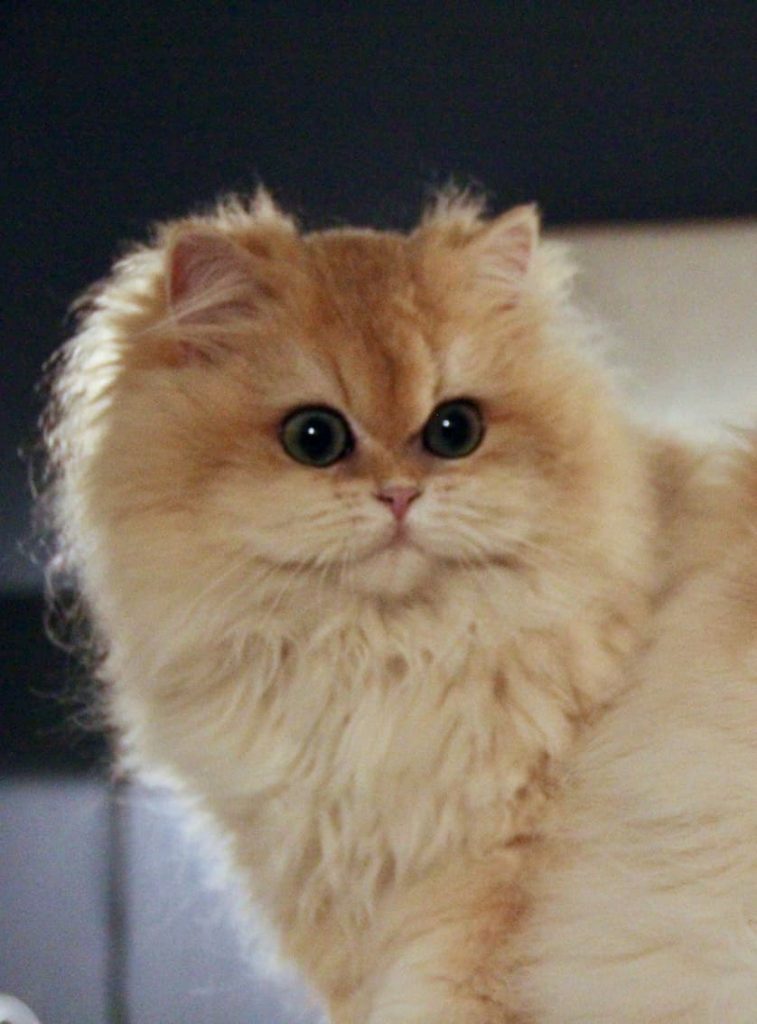 Beautiful British Shorthair and British Longhair Kittens - British Shorthair for sale & British Longhair Kittens for sale