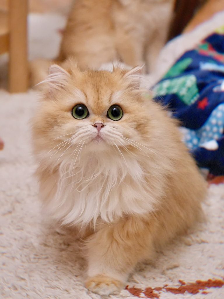 gwen is a golden shaded british longhair cat with a dog face and dog-like personality.