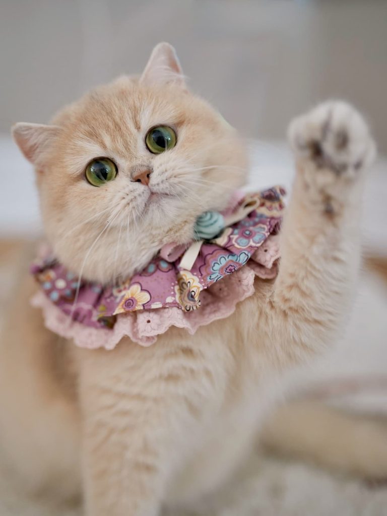 Beautiful British Shorthair and British Longhair Kittens - British Shorthair for sale & British Longhair Kittens for sale