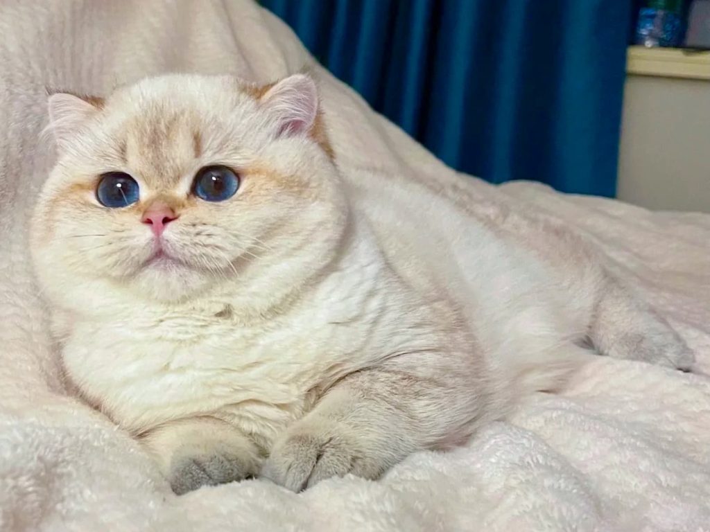 the adorable british shorthair cat luna is lying on a white sofa calmly.
