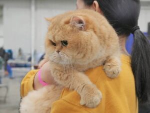 British shorthair kitten for sale