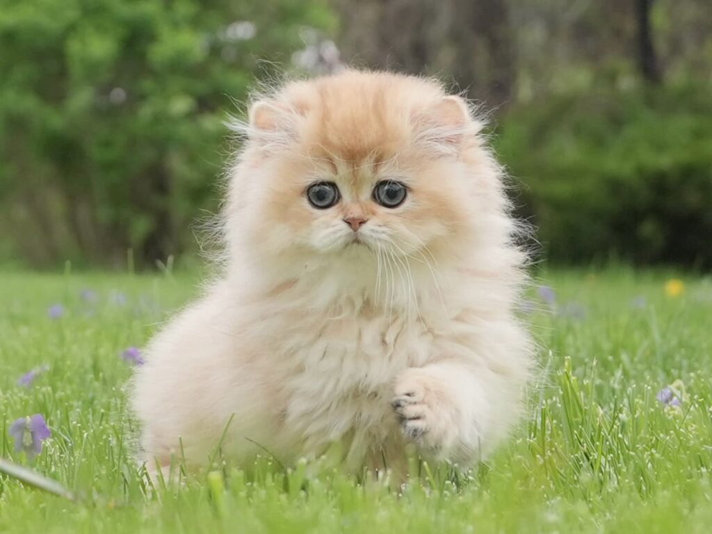 one of the most beautiful golden british longhair, mango, is running in our back yard. with his pluffy fur