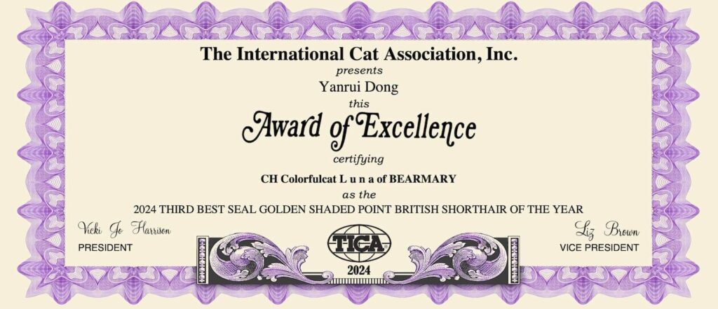 Luna - Golden Point Shaded British Shorthair - British Shorthair for sale & British Longhair Kittens for sale