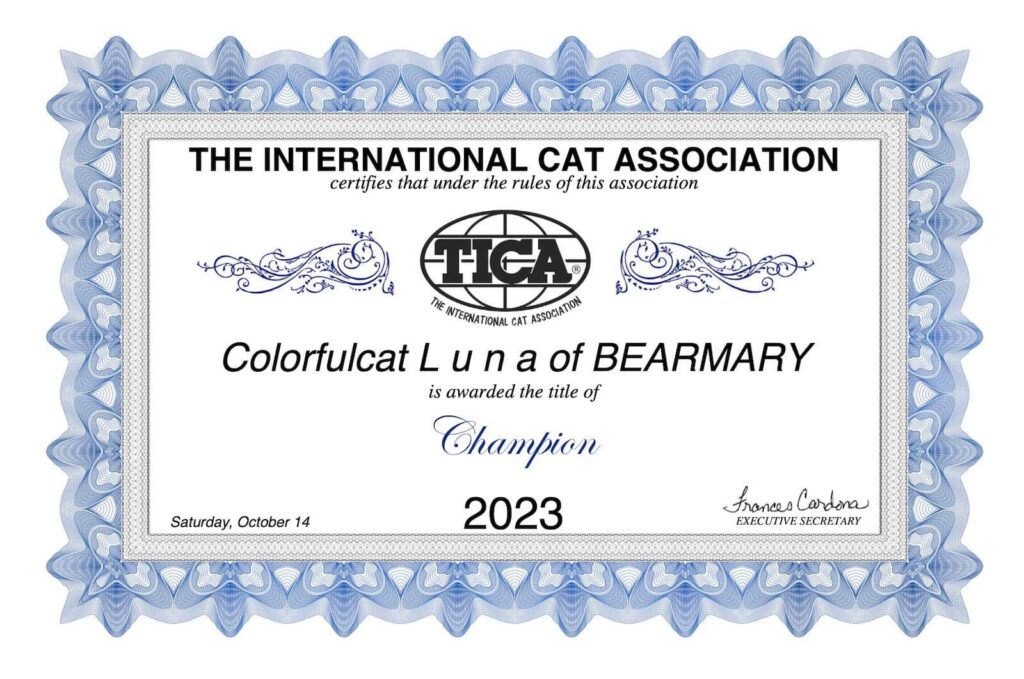 Luna - Golden Point Shaded British Shorthair - British Shorthair for sale & British Longhair Kittens for sale