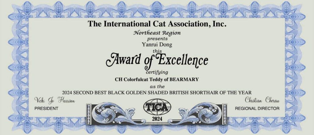 Teddy - Golden British Shorthair - British Shorthair for sale & British Longhair Kittens for sale