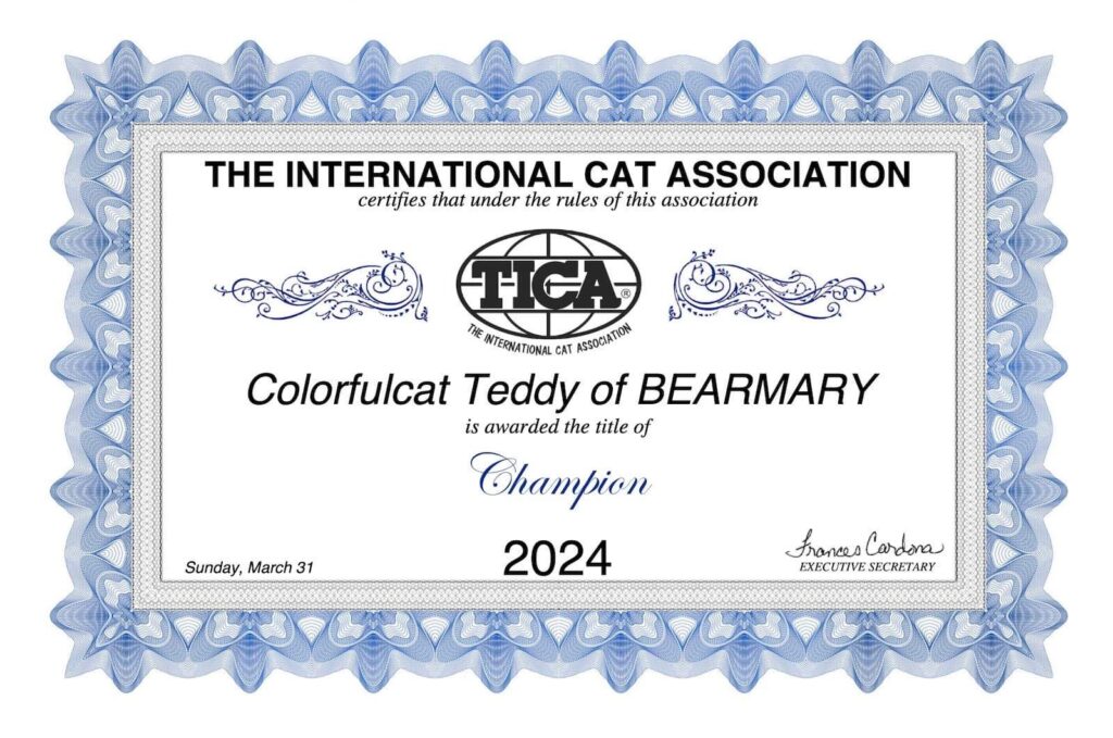 Teddy - Golden British Shorthair - British Shorthair for sale & British Longhair Kittens for sale