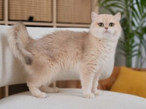 Blue Golden Shaded British Shorthair - Sugar - British Shorthair for sale & British Longhair Kittens for sale