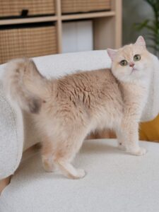 Blue Golden Shaded British Shorthair - Sugar - British Shorthair for sale & British Longhair Kittens for sale