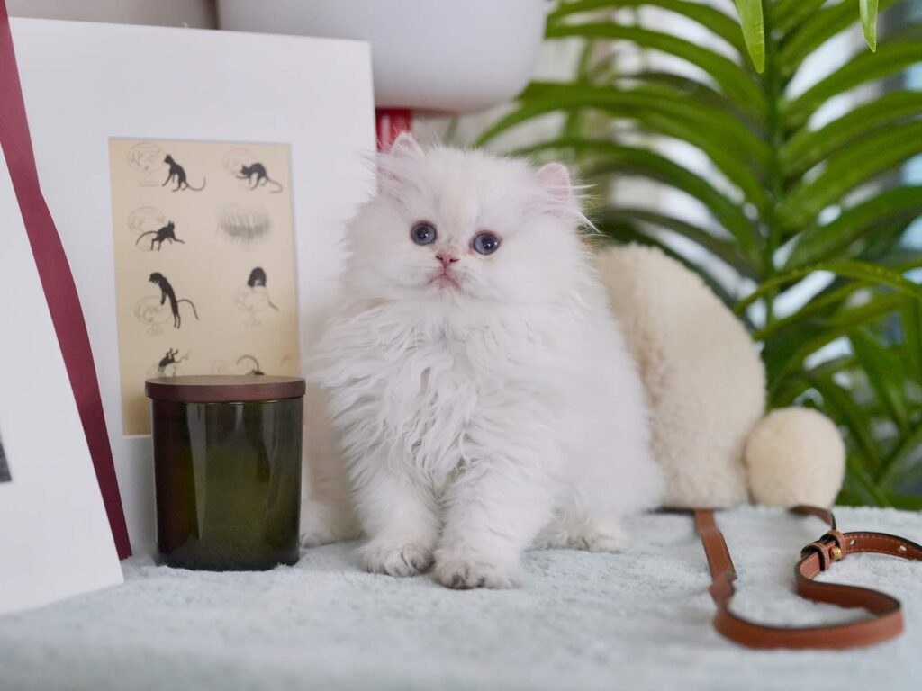 Golden Point Shaded British Longhghair - Elsie - British Shorthair for sale & British Longhair Kittens for sale