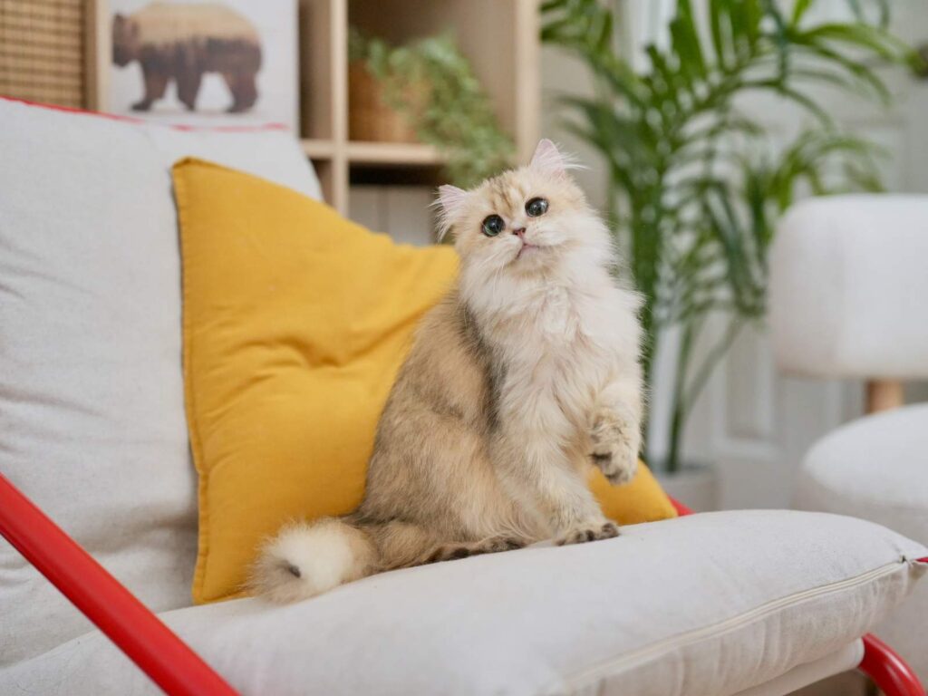 Golden Shaded British Longhair - Bacca - British Shorthair for sale & British Longhair Kittens for sale
