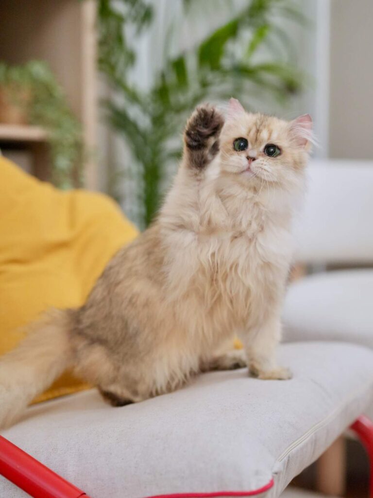 Golden Shaded British Longhair - Bacca - British Shorthair for sale & British Longhair Kittens for sale