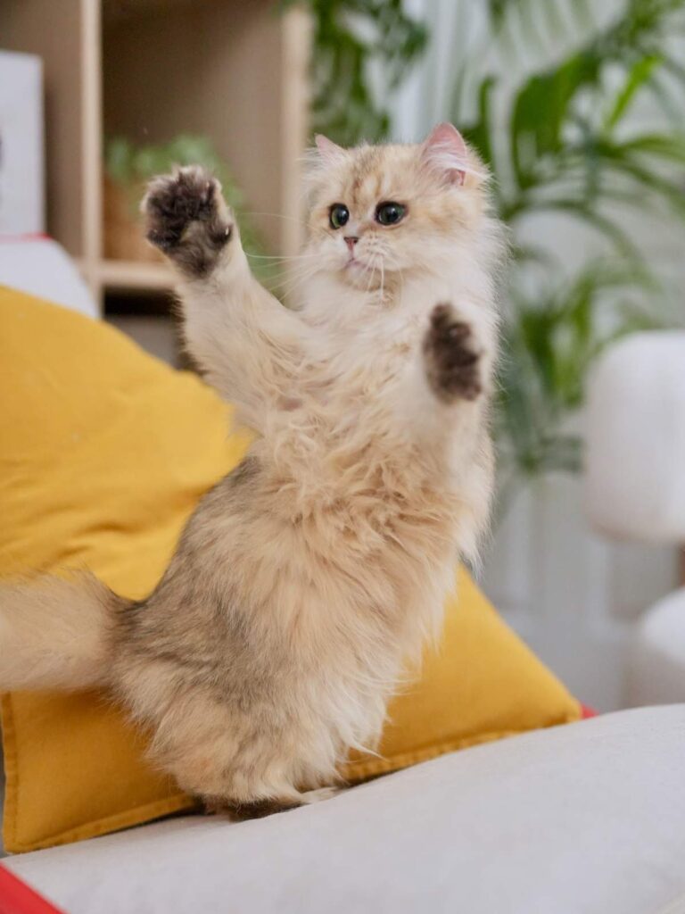 Golden Shaded British Longhair - Bacca - British Shorthair for sale & British Longhair Kittens for sale