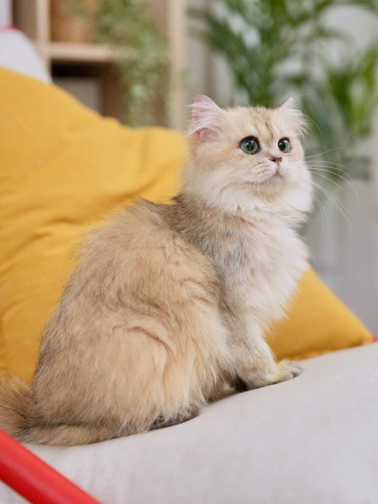 Golden Shaded British Longhair - Bacca - British Shorthair for sale & British Longhair Kittens for sale