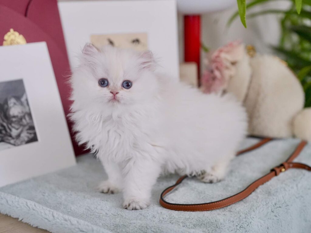 Golden Point Shaded British Longhghair - Elsie - British Shorthair for sale & British Longhair Kittens for sale