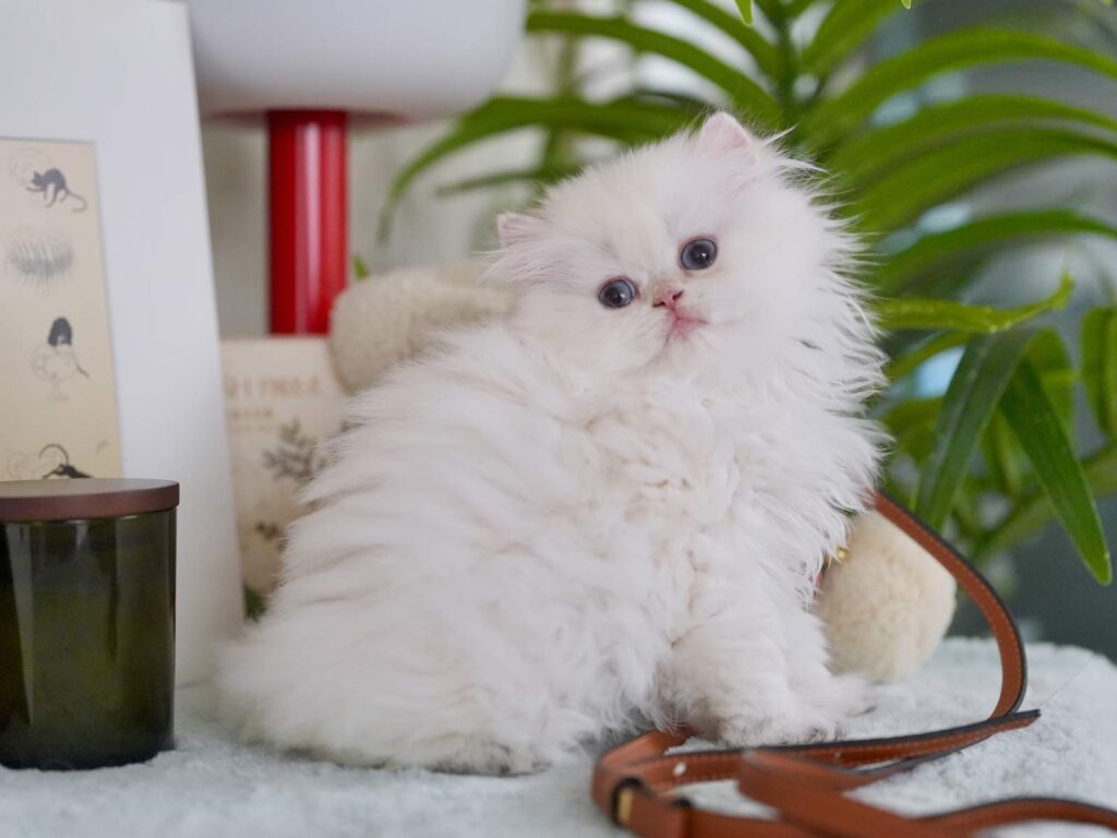 Golden Point Shaded British Longhghair - Elsie - British Shorthair for sale & British Longhair Kittens for sale