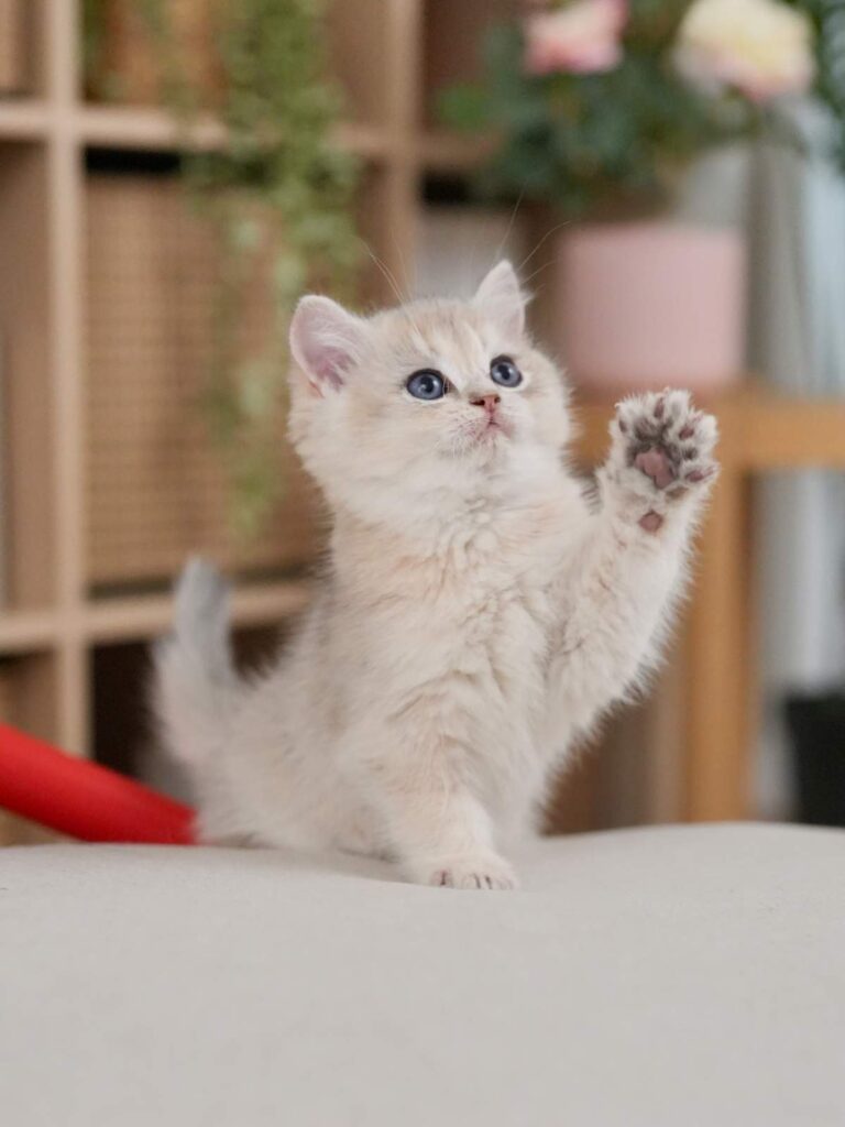 Blue Golden Shaded British Shorthair - Finn - British Shorthair for sale & British Longhair Kittens for sale