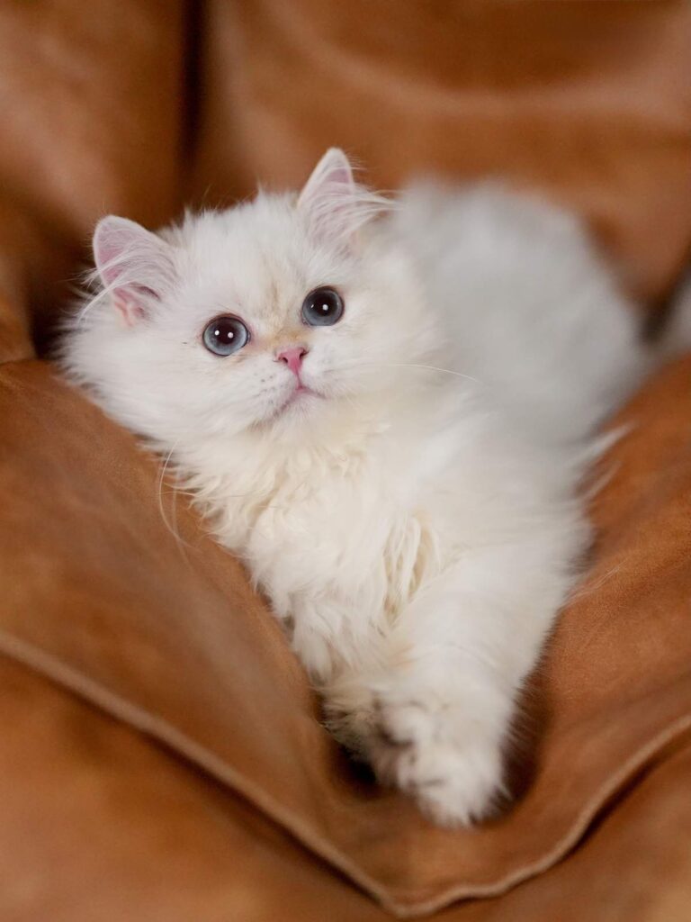 Owen is a golden point shaded british longhair kitten who is strong and needy.